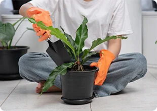 A person potting a plant cross-legged on the floor
