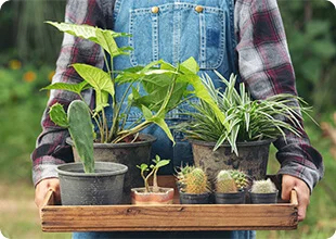 A person holding a tray of various different plants