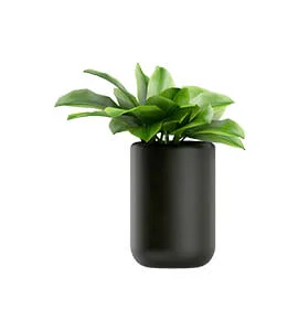 A Black Eyed Susan plant